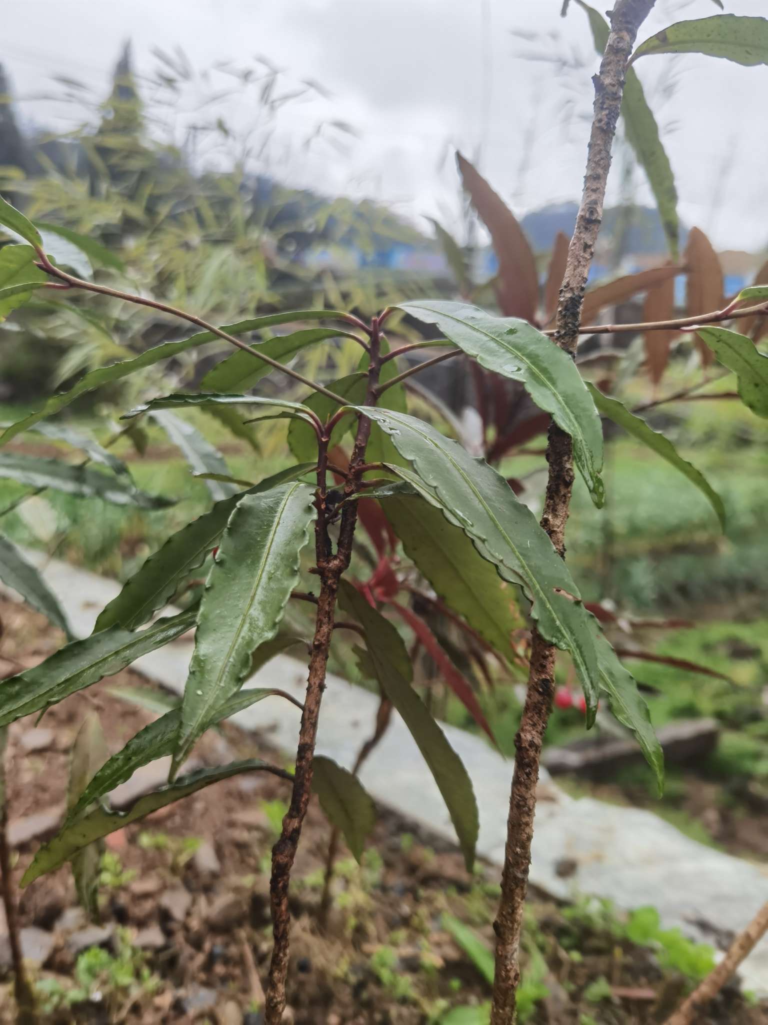 子卯民宿主理人 的想法: 春日植-野生富贵籽种活了 | 几场大雨淋下