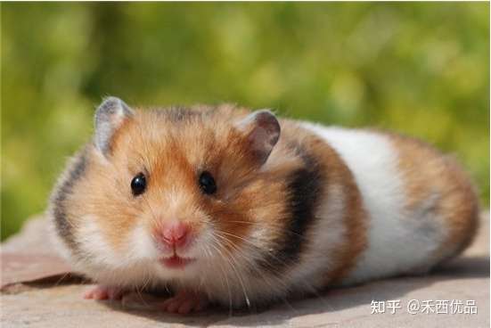 金丝熊寿命有多长 需要注意哪些 知乎