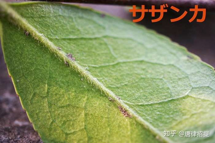 椿花 山茶花 日本庭園中必不可少的花 知乎