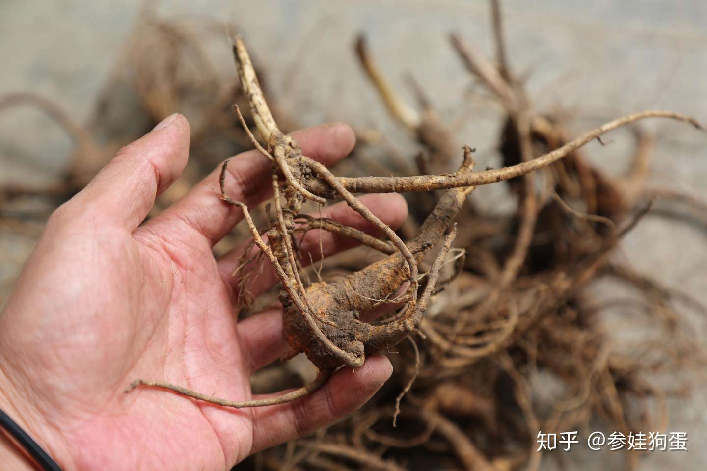 野山参 林下参 锈残参 锈参 锈参要去皮吗 效用上有折扣吗 有影响吗 知乎