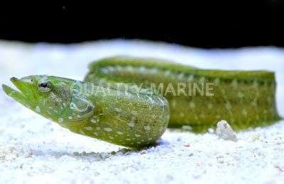 鳗鳚究竟吃什么