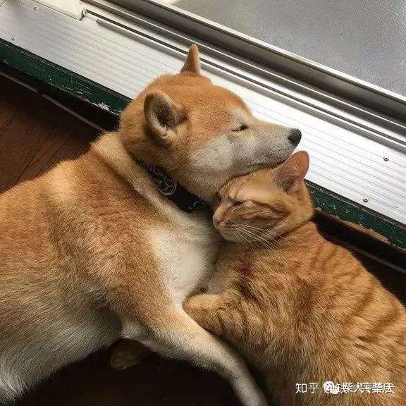 每天和橘猫一起混的柴犬 竟然以为自己就是一只喵 知乎