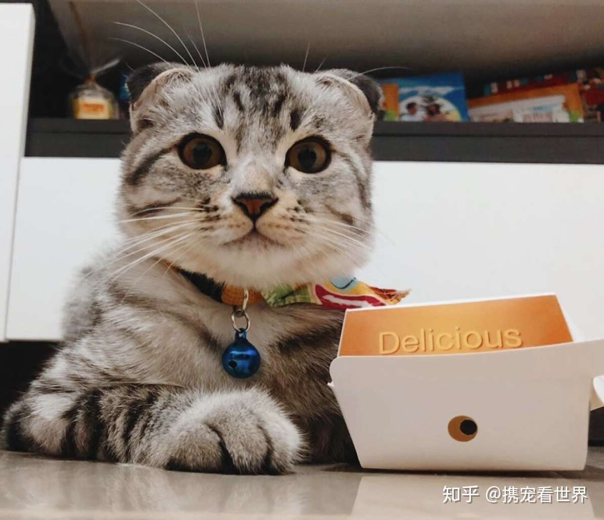 秋季猫咪「贴秋膘」投喂指南！ - 知乎