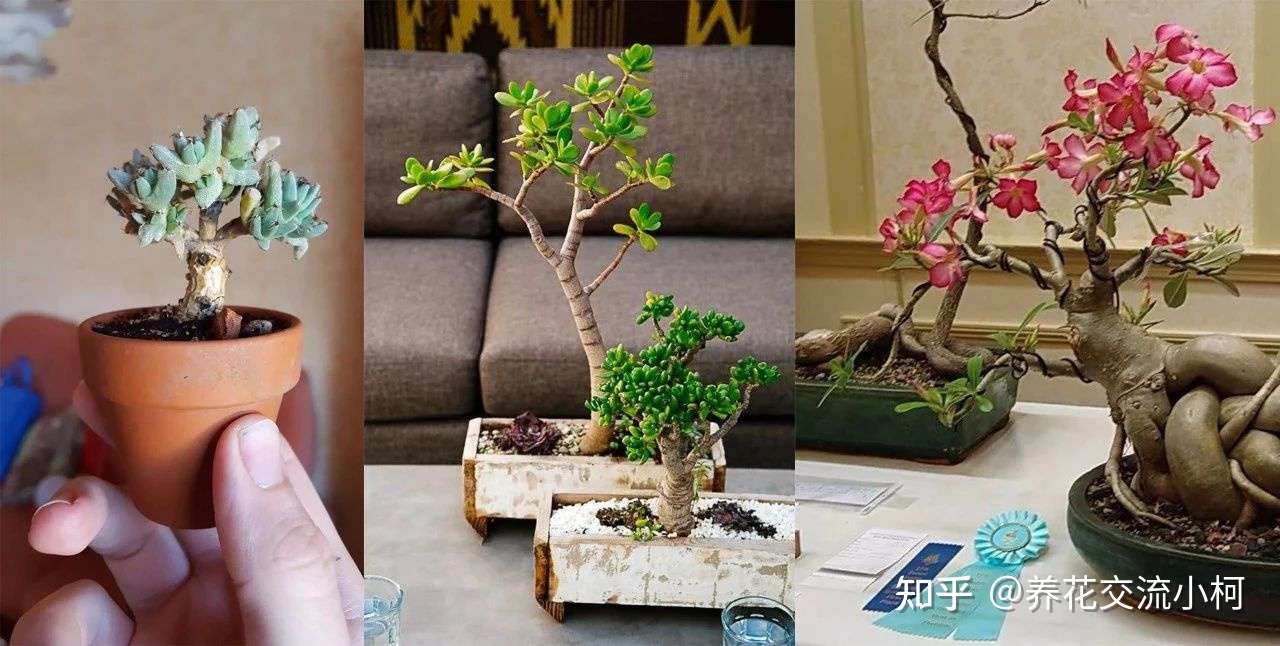 这三种多肉植物不养成盆景就太浪费了 附上制作和养护技巧 知乎