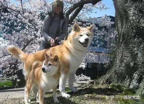 柴犬秋田犬傻傻分不清楚 柴犬和秋田犬又什么区别 知乎