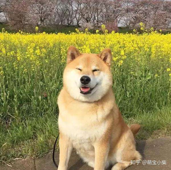 柴犬的性格 教你怎么饲养 知乎