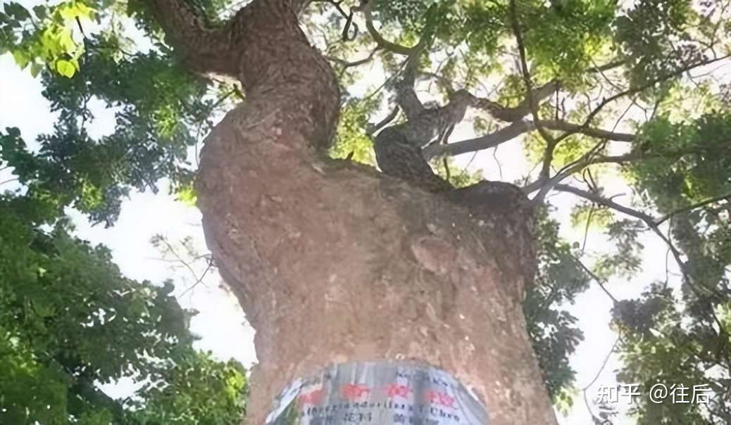 中国最大最贵的黄花梨树 近40名保安24小时保护 知乎