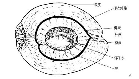 胚芽解剖图片