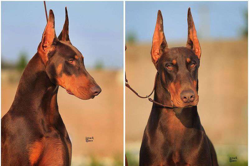 分享技能 杜宾耳尖矫正的小技巧 知乎