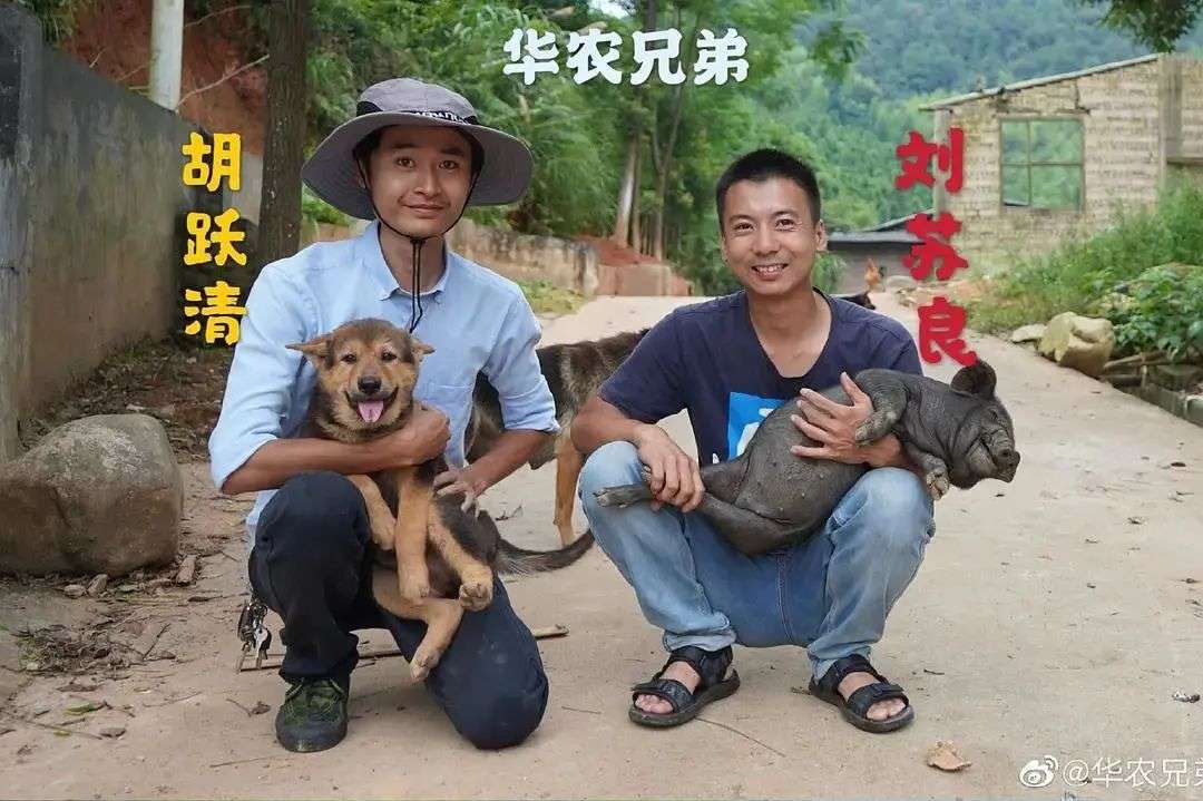 失去竹鼠后 华农兄弟们 现在怎么样了 知乎