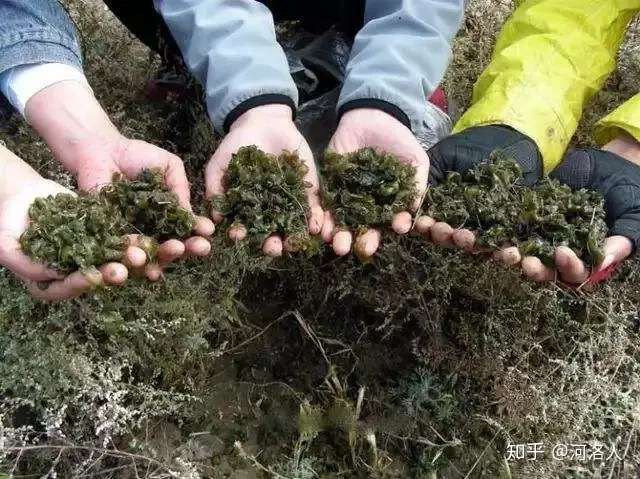 一段不止留在舌尖上的回忆 野菜唤乡愁之地皮菜 知乎