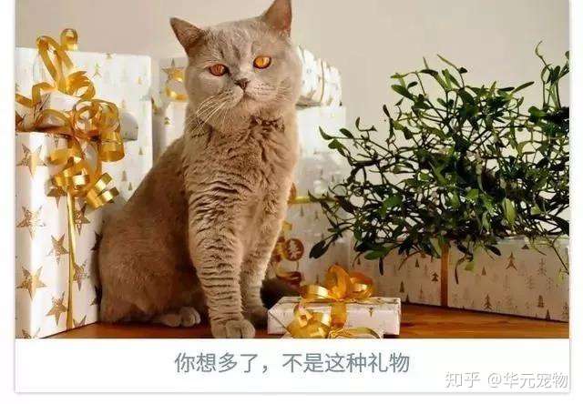 猫 为什么这么高冷 华元宠阅会 知乎