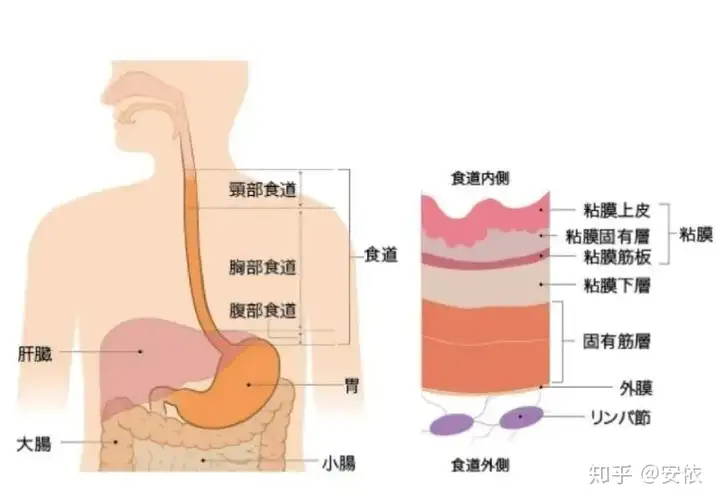 碾励谊管想(图1)