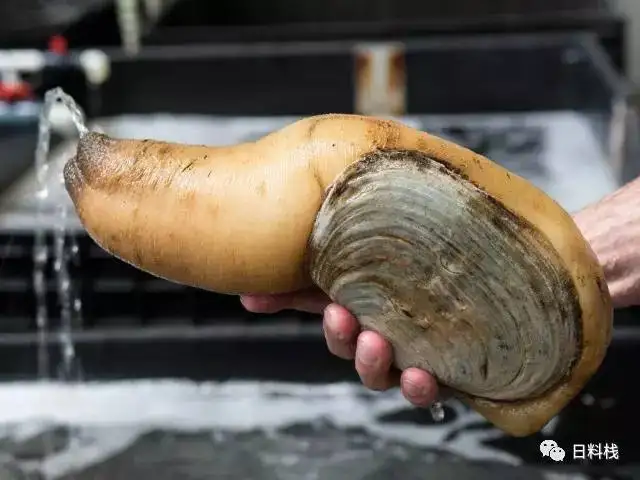 海松贝 挖掘技术哪家强 也许不用找蓝翔 知乎