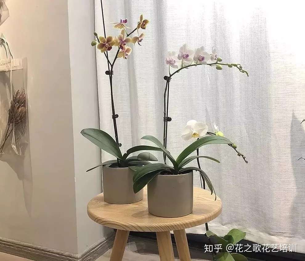 植物养护 兰花养护小技巧 知乎