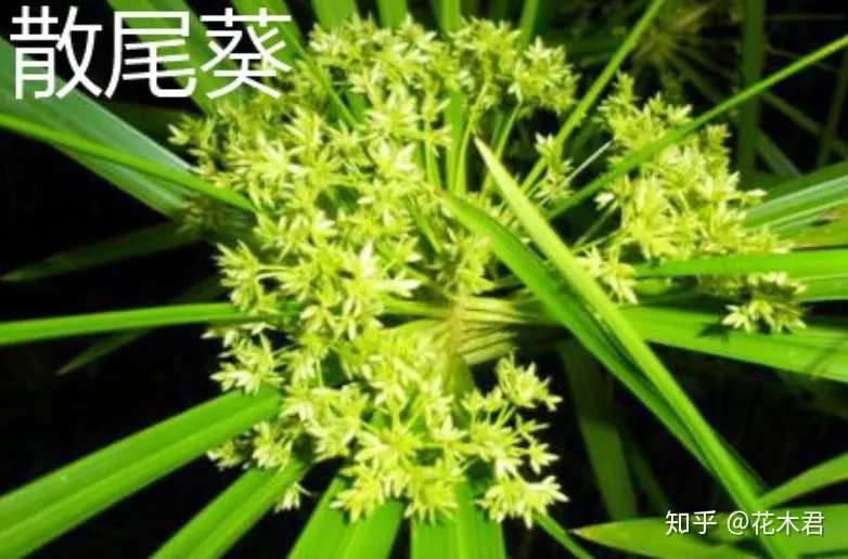 竹子长了像葡萄一样的果实 其实这是竹茎椰子 知乎