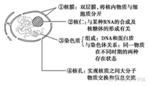 高中生物:細胞膜與細胞核的結構及功能,你都掌握了嗎? - 知乎