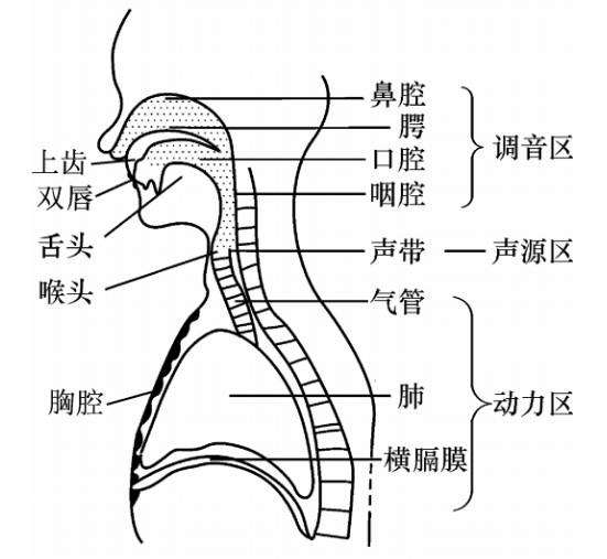 潮式呼吸发生的原理是什么_什么是腹式呼吸图解(2)