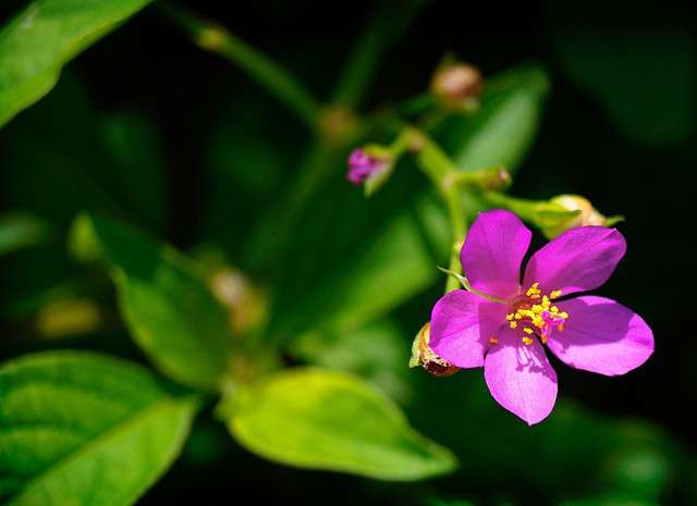 这棵 人参 花 开花为嘛不一样 知乎