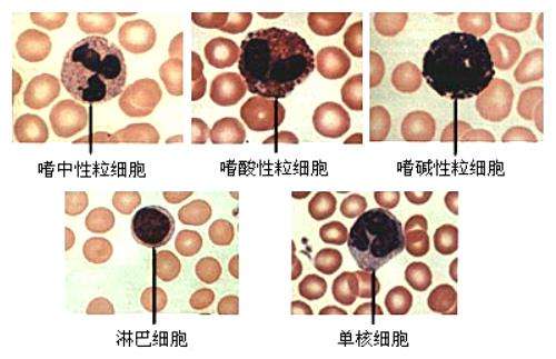白细胞一般影响什么