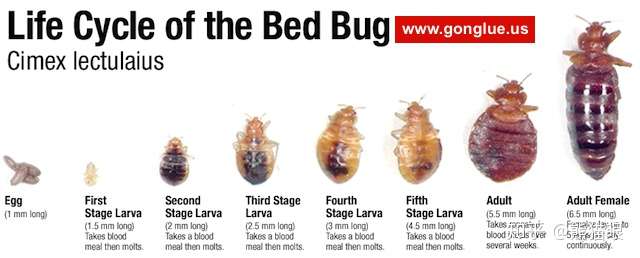 治理床虱臭虫bed Bug 的5种方法 知乎