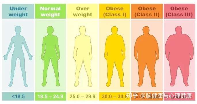 苹果型肥胖和鸭梨型肥胖 哪种脑萎缩风险更高 含自测公式 知乎