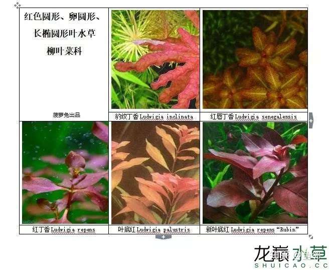 86种红色品系水草合集 总能找到你想要的 知乎