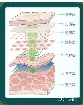 表皮层分层结构图图片