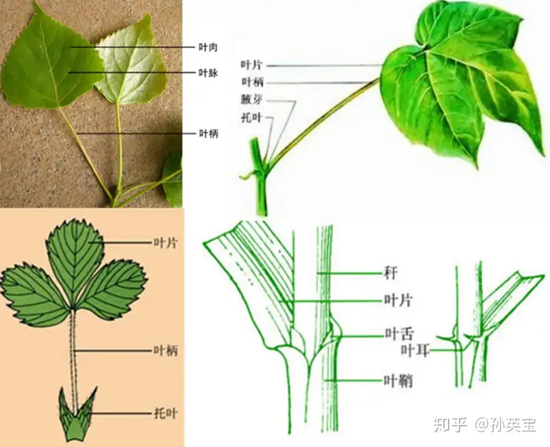 植物科学绘画之叶的科学绘画方法 知乎