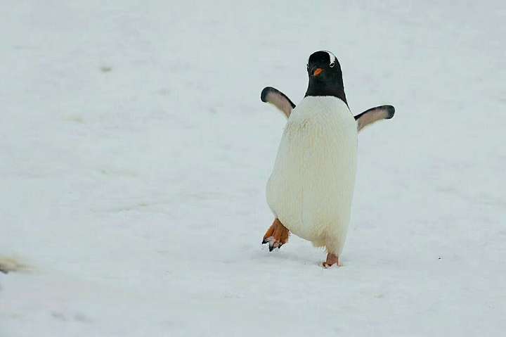 你们觉得会拉二胡的人土吗
