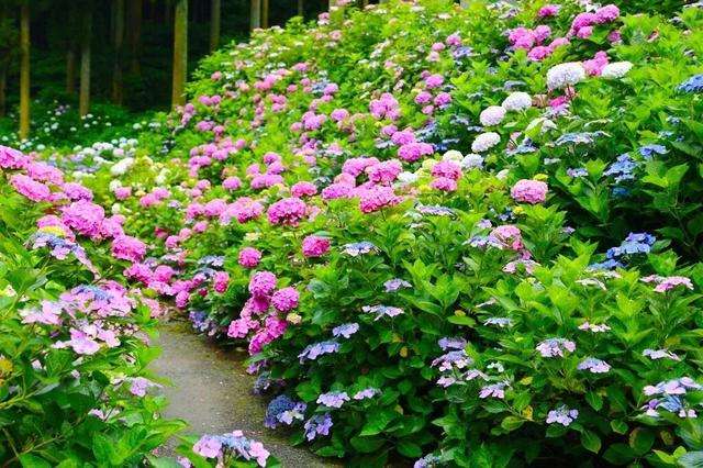 初夏限定 错过4月的樱花 雨季的紫阳花来了 知乎