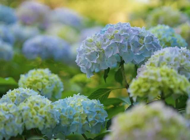 盘点五种代表 希望 的花卉 你养了么 知乎