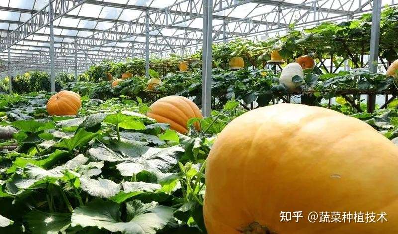 菜博会上你看见的巨型南瓜无土栽培技术 知乎