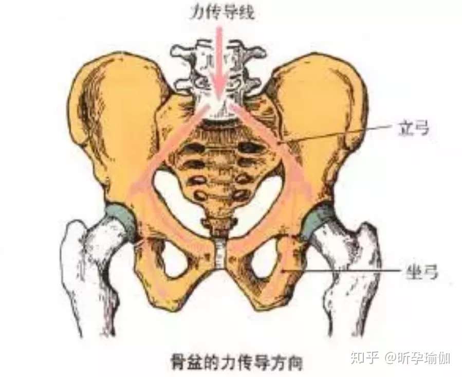 骨盆稳定有多重要 孕产期的女性一定要知道 知乎