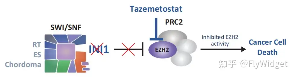 EZH2 抑制剂Tazemetostat 在复发或难治性INI1 阴性儿科肿瘤Ⅰ期研究