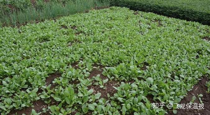 秋冬小白菜的种植技术要点 知乎
