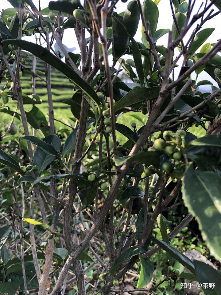 了,到山里转转～～～ 福鼎土生土长的有性繁殖茶树群体种俗称"菜茶","