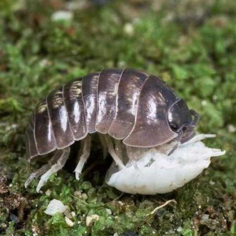 潮虫亚目(oniscoidea)潮虫科(oniscidae)鼠妇属(porcellio)动物的俗称