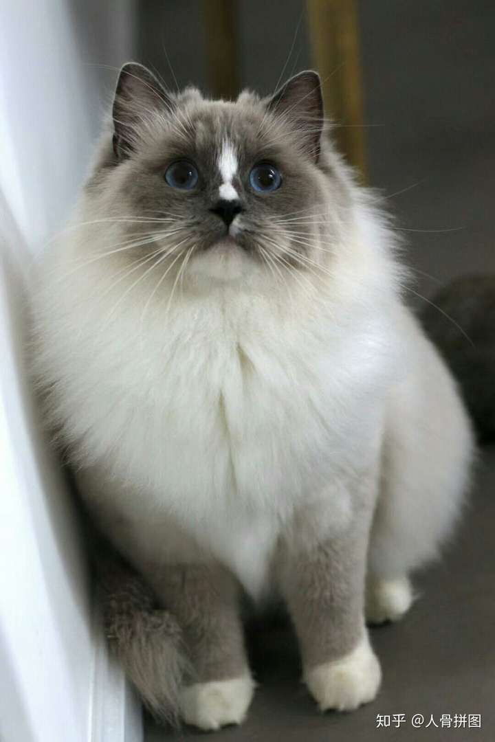 海双布偶带手套是怎么回事