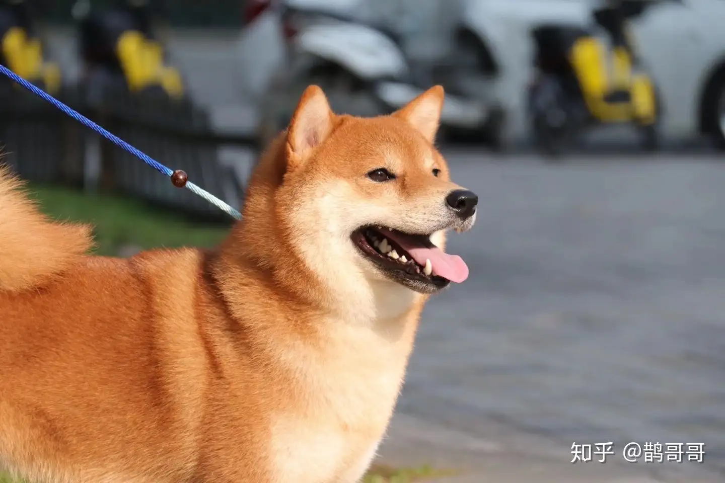 柴犬购买攻略，本人买柴犬心路历程，想买柴犬的朋友不要踩坑- 知乎