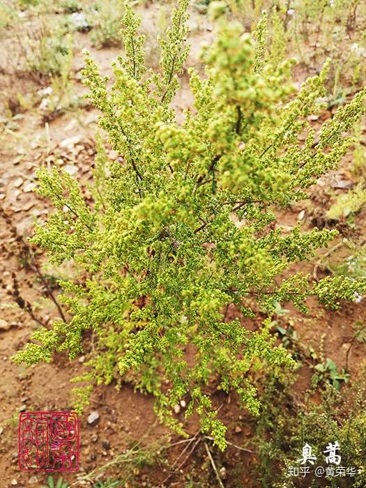 染料植物 内蒙黄花蒿 知乎