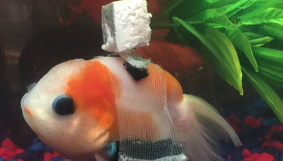 见过轮椅吧 可是你见过金鱼轮椅吗 超有爱的水族馆大神给金鱼做了轮椅 知乎