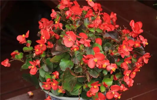 四季海棠的养殖方法 简单6点 海棠全年开暴盆 知乎