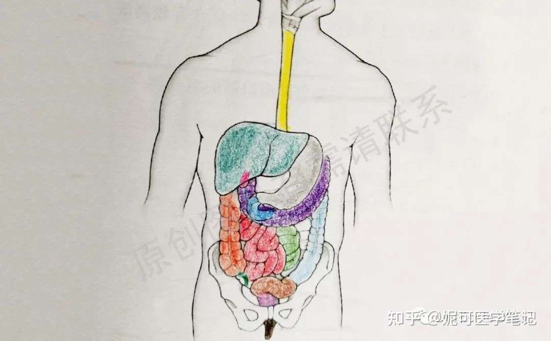 学习分享38 胃的结构与胃恢复需时 你了解多少 知乎