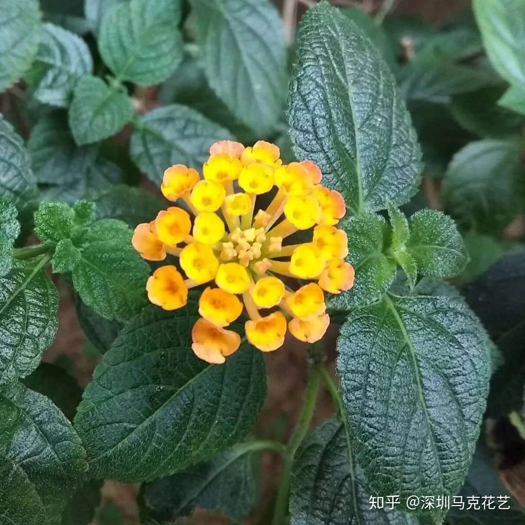 花艺学校 这些 毒花 盛放 严重可致丧命 花粉需谨慎 第三弹 知乎
