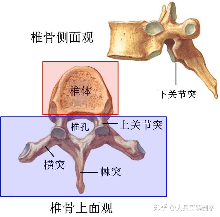 第4课 骨各论 躯干骨 知乎