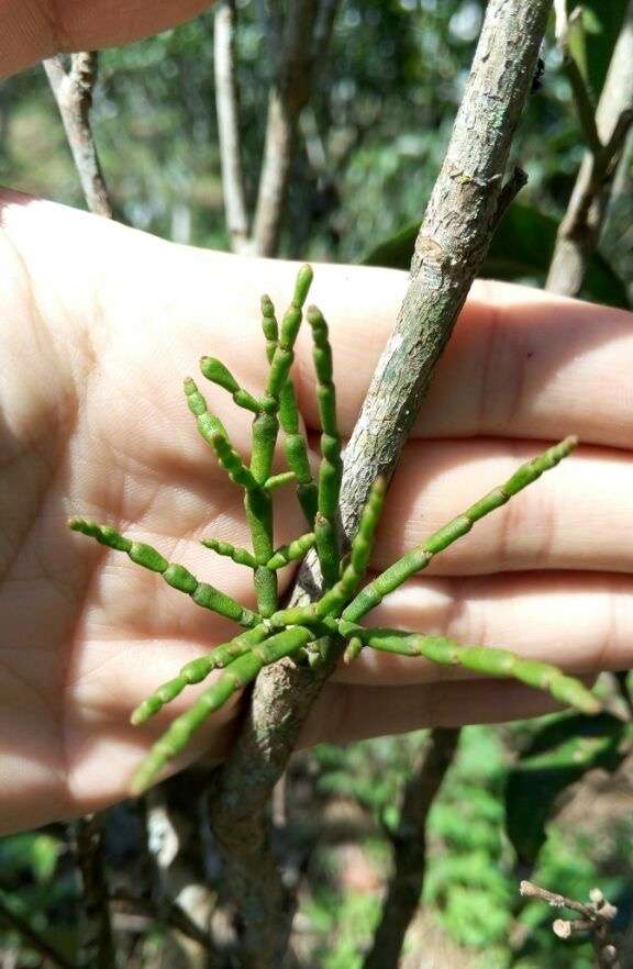 古茶树上的冬虫夏草螃蟹脚鼓掌