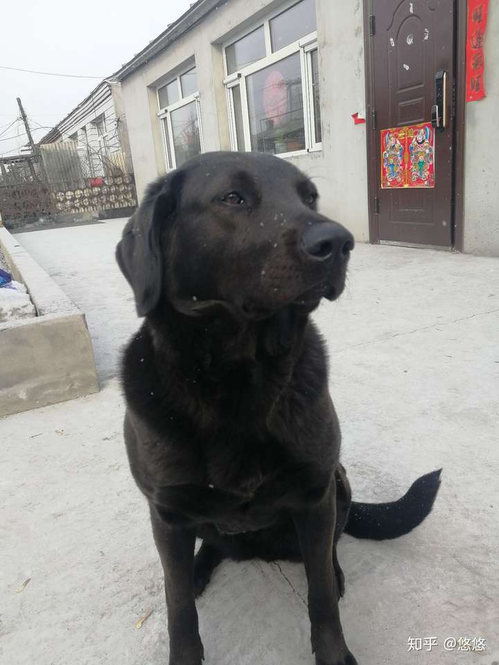 要光线好,不要逆光…不过给黑狗子拍一张五官明显的照片太难了,得出趁