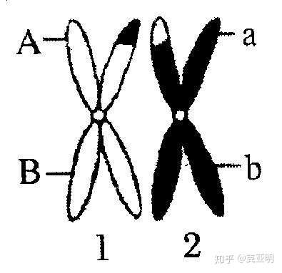 两个连锁基因的交换值是什么意思