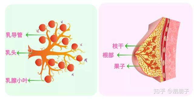 我b超上显示有乳腺结节想买保险还能买吗